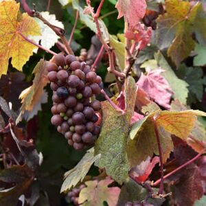 Vitis vinifera 'Purpurea' (O/B) 60-80 cm